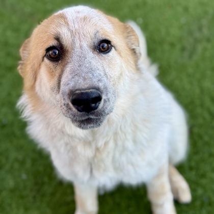 Enlarge Adriana, a ADOPTABLE mixed breed in Red Bluff, CA image 2/3