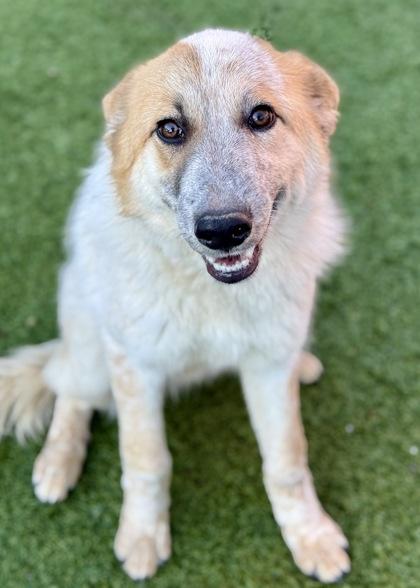 Enlarge Adriana, a ADOPTABLE mixed breed in Red Bluff, CA image 1/3