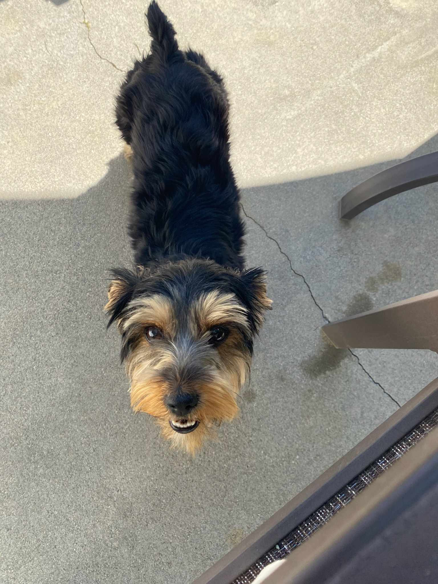 Enlarge SUMMER GOLDEN, a Adopted Yorkshire Terrier in Cathedral City, CA image 1/3