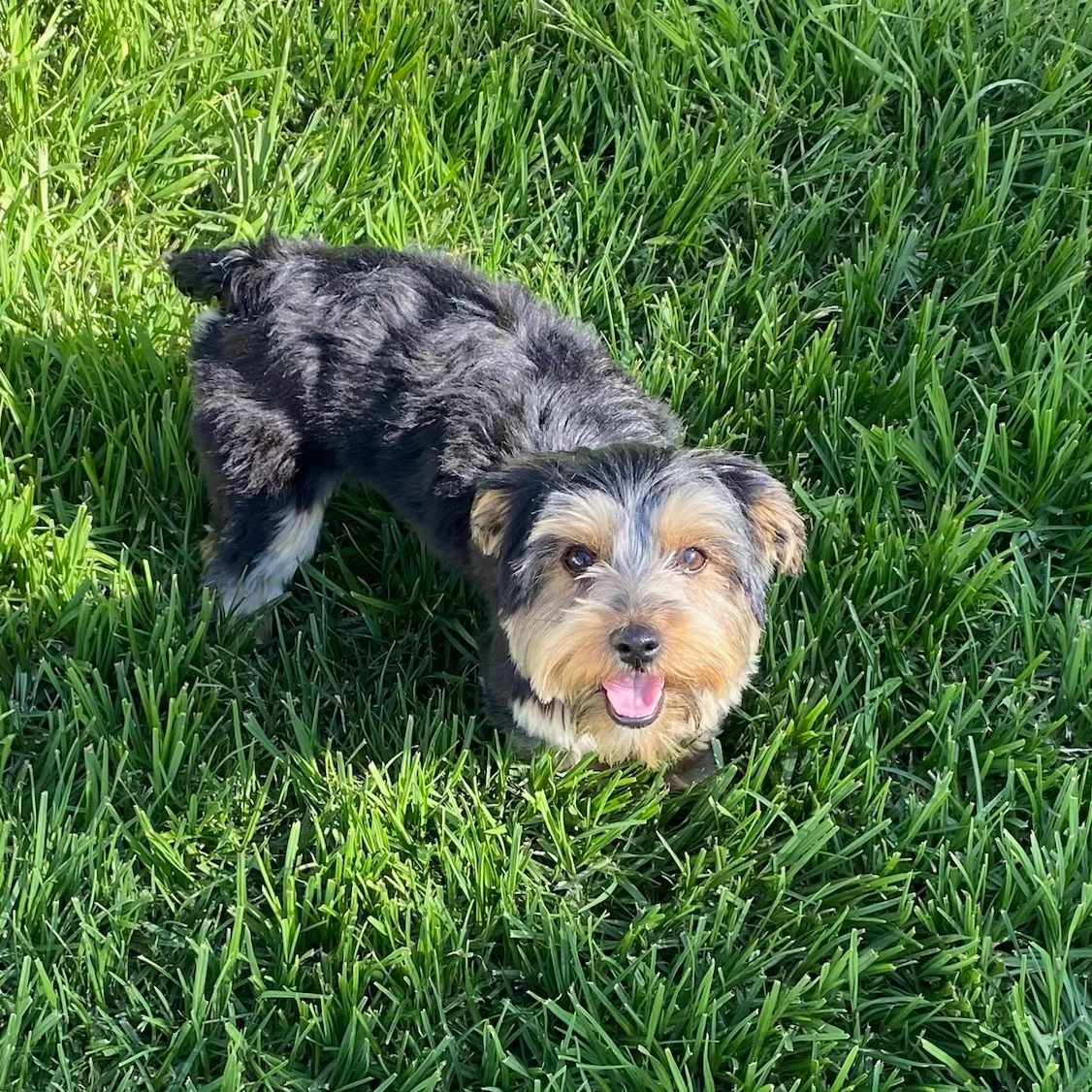 Enlarge SUMMER GOLDEN, a Adopted Yorkshire Terrier in Cathedral City, CA image 2/3