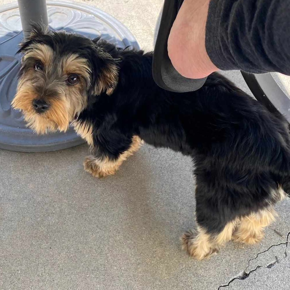 Enlarge SUMMER GOLDEN, a Adopted Yorkshire Terrier in Cathedral City, CA image 3/3