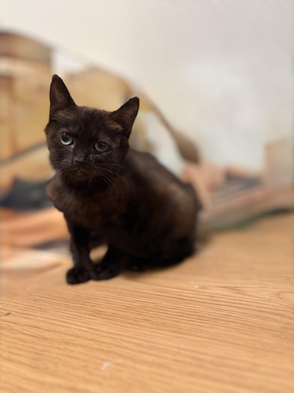 Enlarge CHERYL, a Adoptable Domestic Short Hair in Olivehurst, CA image 1/1