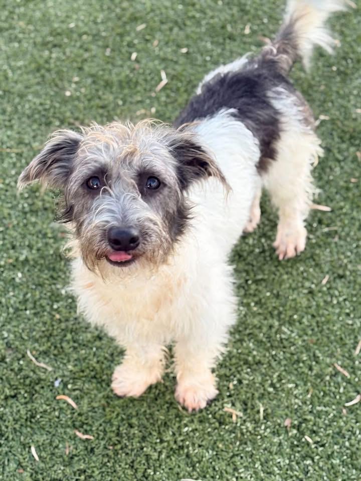 Enlarge Dandy, a Adoptable mixed breed in Portland, ME image 1/2