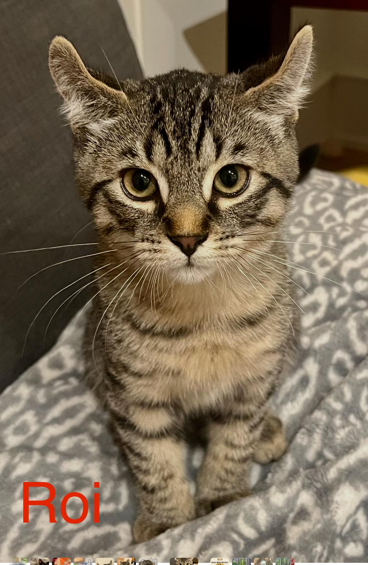 Enlarge Roi, a Adoptable mixed breed in Pointe-Claire, QC image 2/4