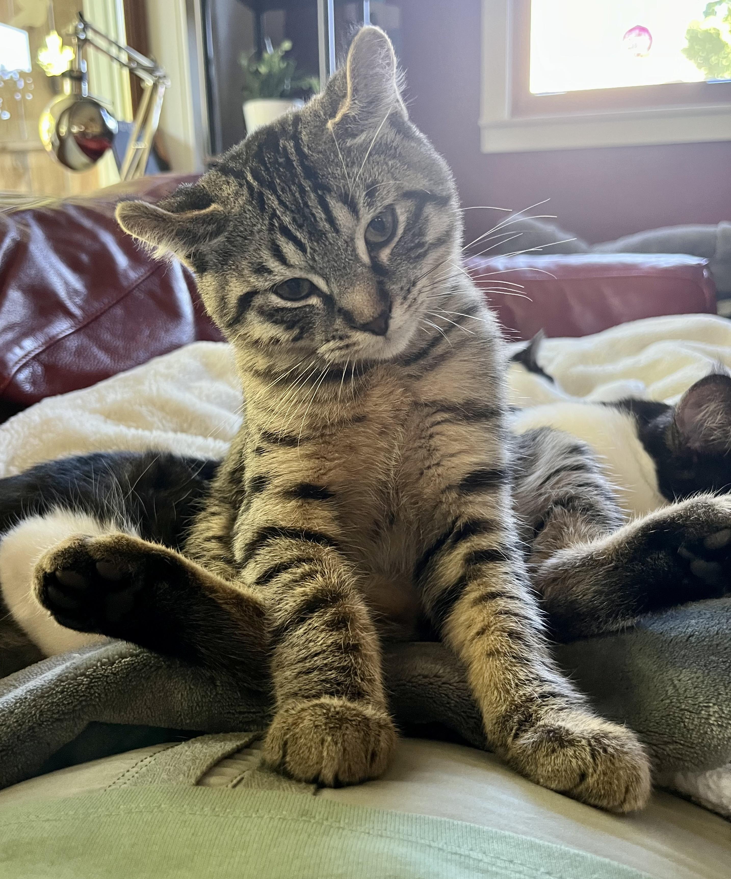 Enlarge Roi, a Adoptable mixed breed in Pointe-Claire, QC image 3/4