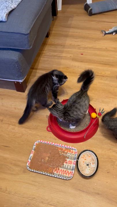 Enlarge Roi, a Adoptable mixed breed in Pointe-Claire, QC video 4/4