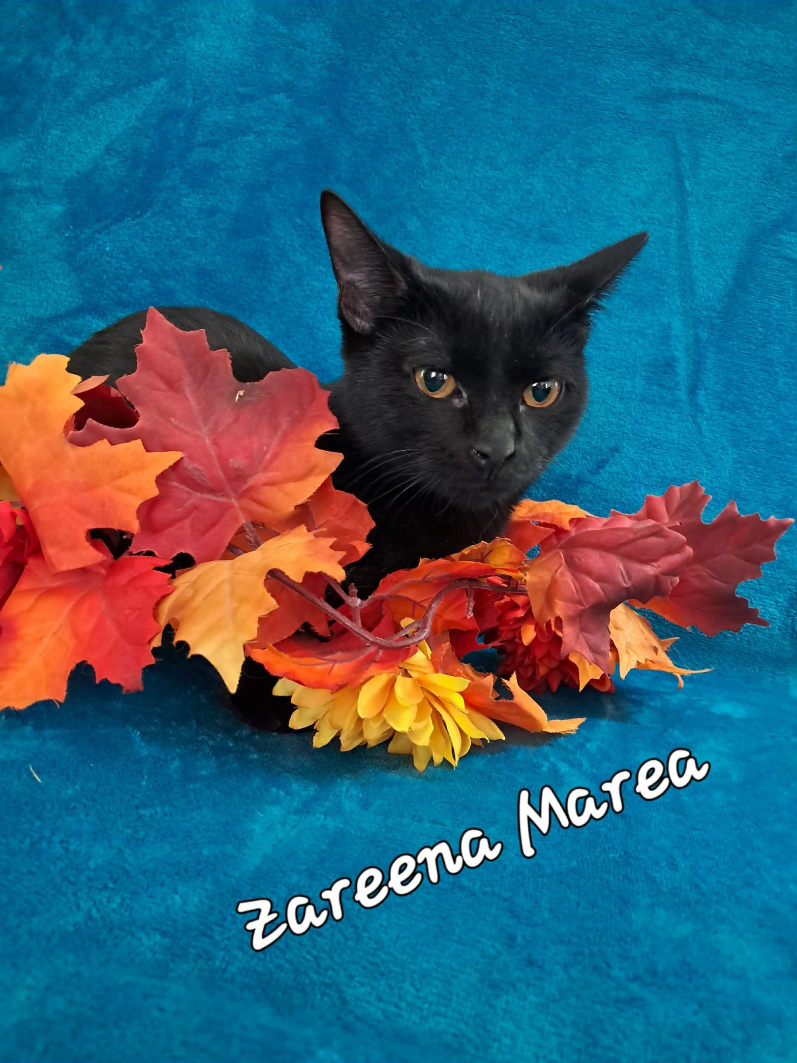 Zareena Marea, Adoptable, Young Female Domestic Short Hair.
