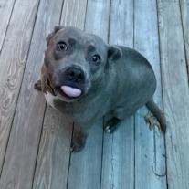 Emmy (H2H), Adoptable, Adult Female Pit Bull Terrier & Husky.