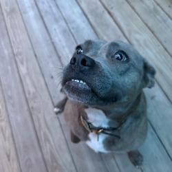 Enlarge Emmy (H2H), a Adoptable mixed breed in Richland, MI image 2/3