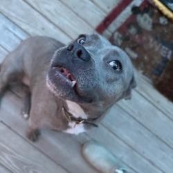 Enlarge Emmy (H2H), a Adoptable mixed breed in Richland, MI image 3/3
