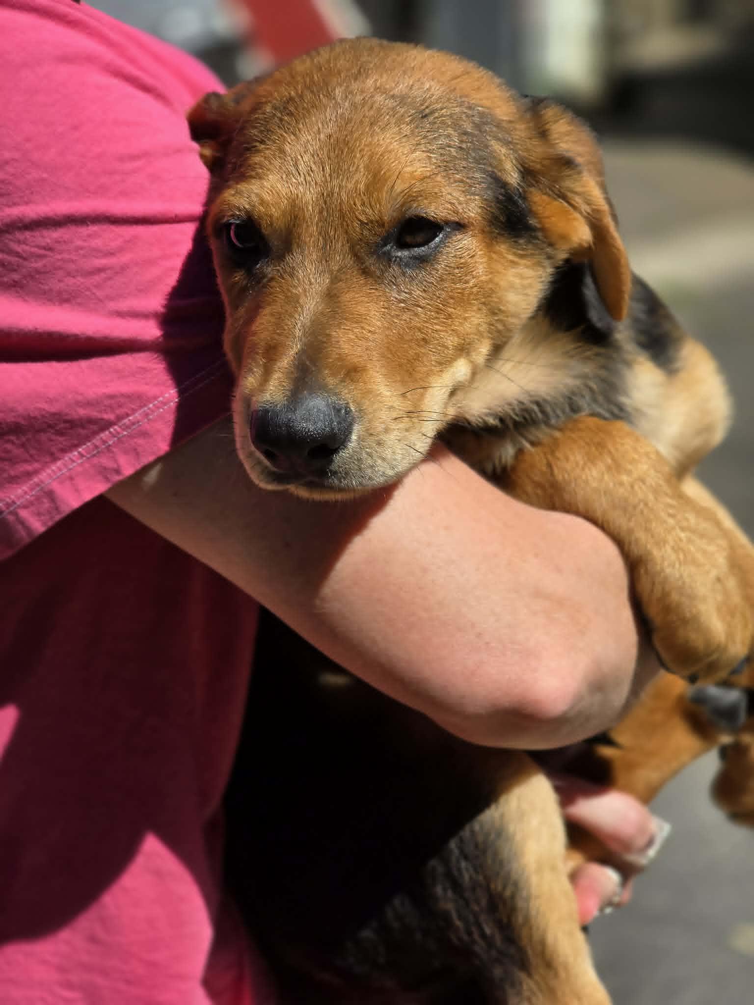 Dudley, a ADOPTABLE mixed breed in Grants Pass, OR image 2/2