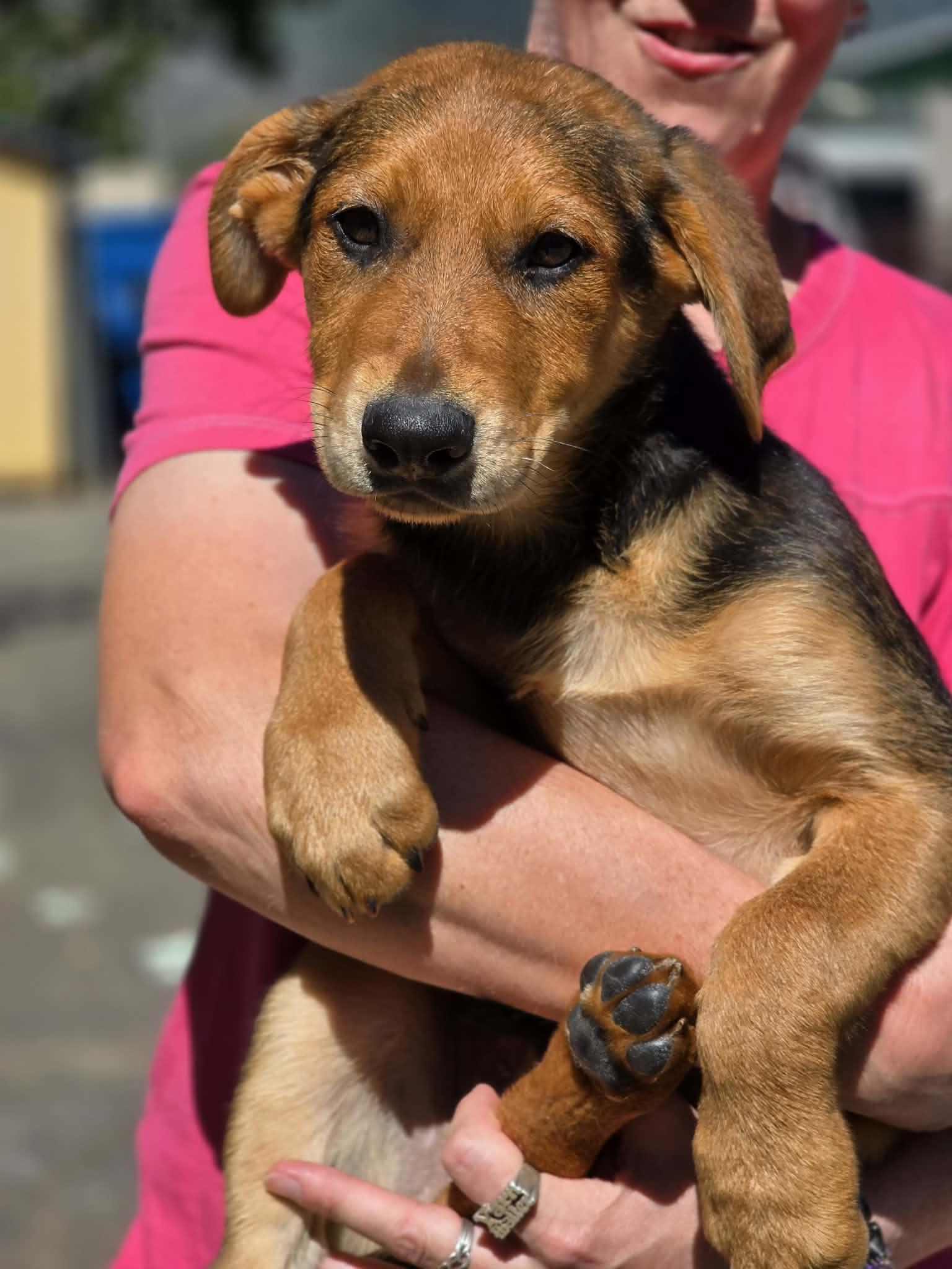Dudley, ADOPTABLE, Puppy Male German Shepherd Dog & Labrador Retriever.