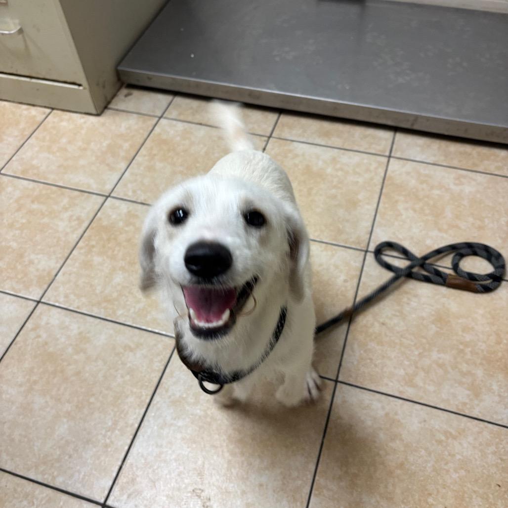 Cold Foam, Adoptable, Young Female Terrier.