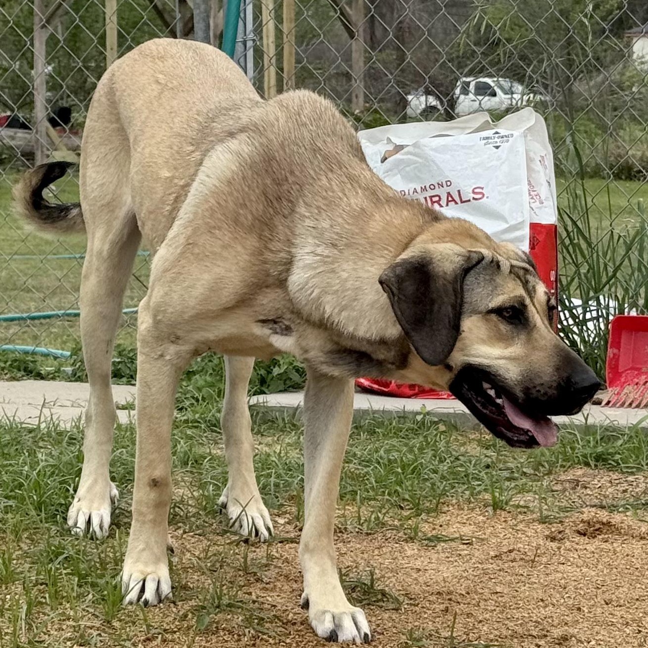 Enlarge Efsane, a Adoptable mixed breed in Alvin, TX image 2/6