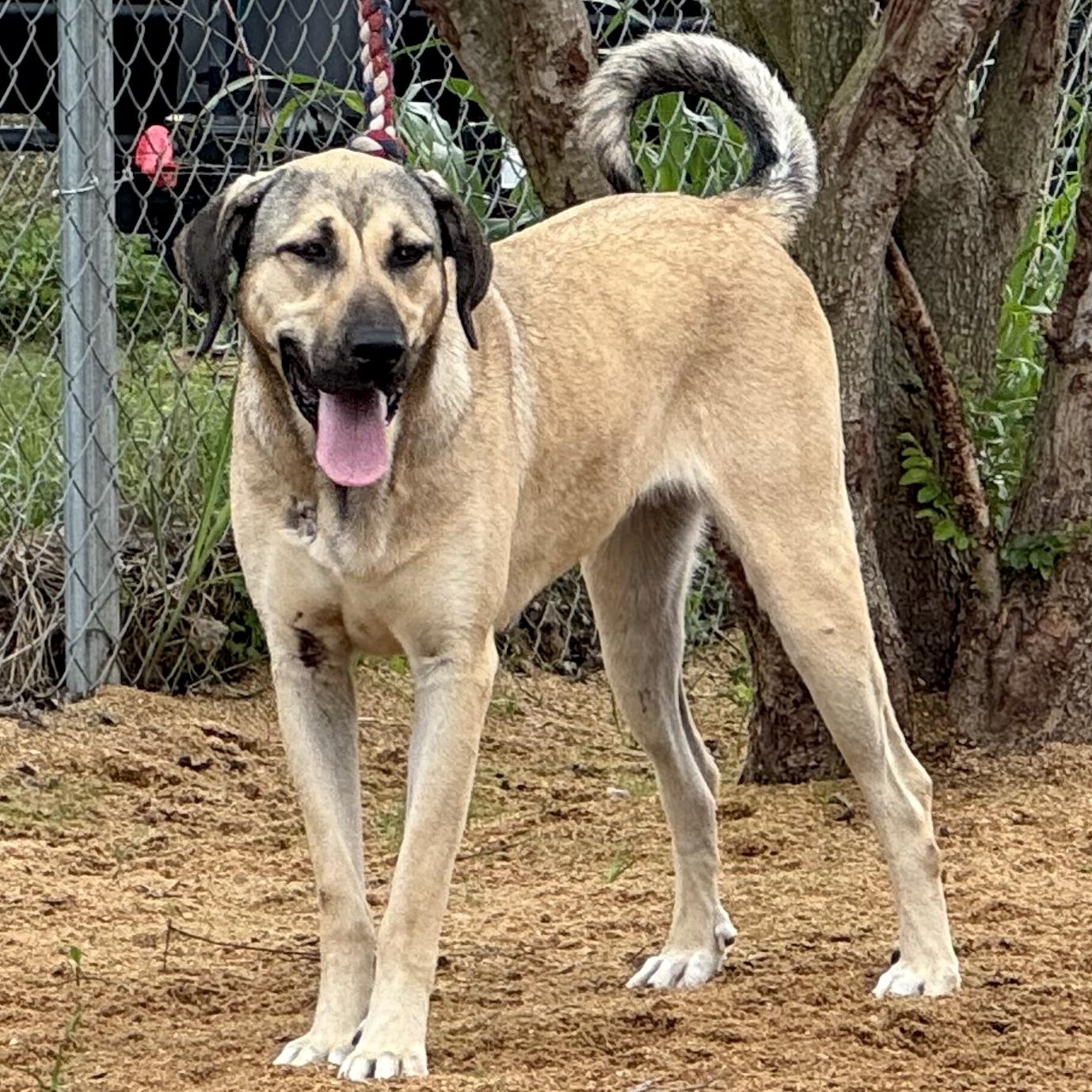 Efsane, Adoptable, Young Female Anatolian Shepherd & Rhodesian Ridgeback.
