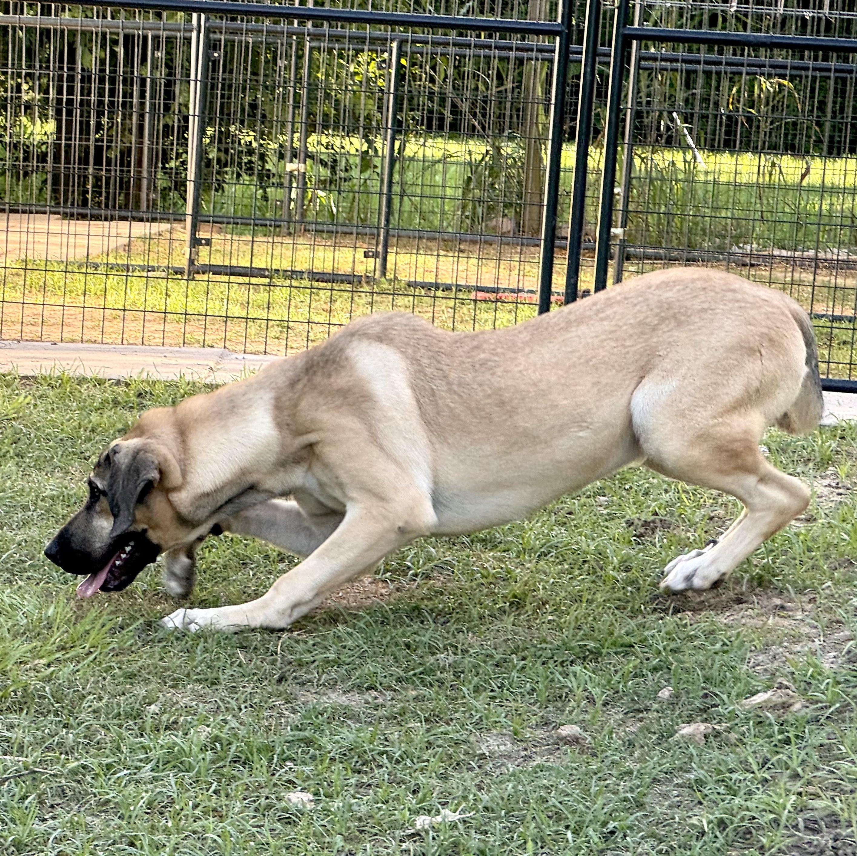 Enlarge Efsane, a Adoptable mixed breed in Alvin, TX image 4/6