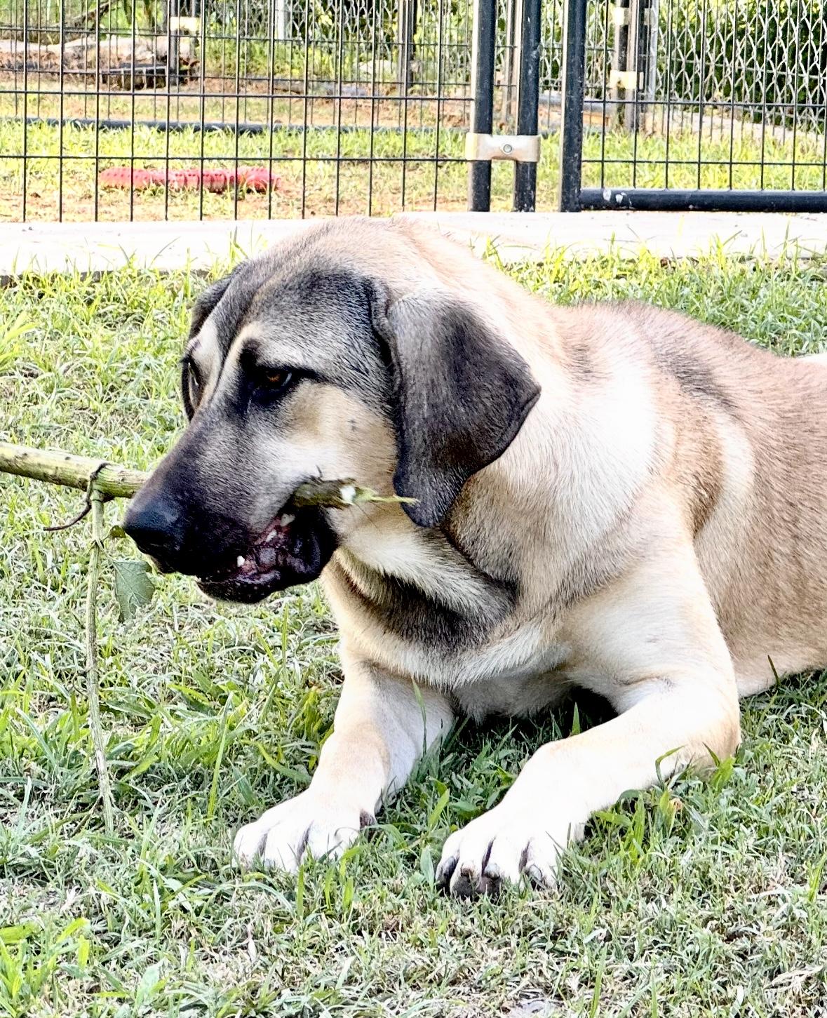 Enlarge Efsane, a Adoptable mixed breed in Alvin, TX image 3/6