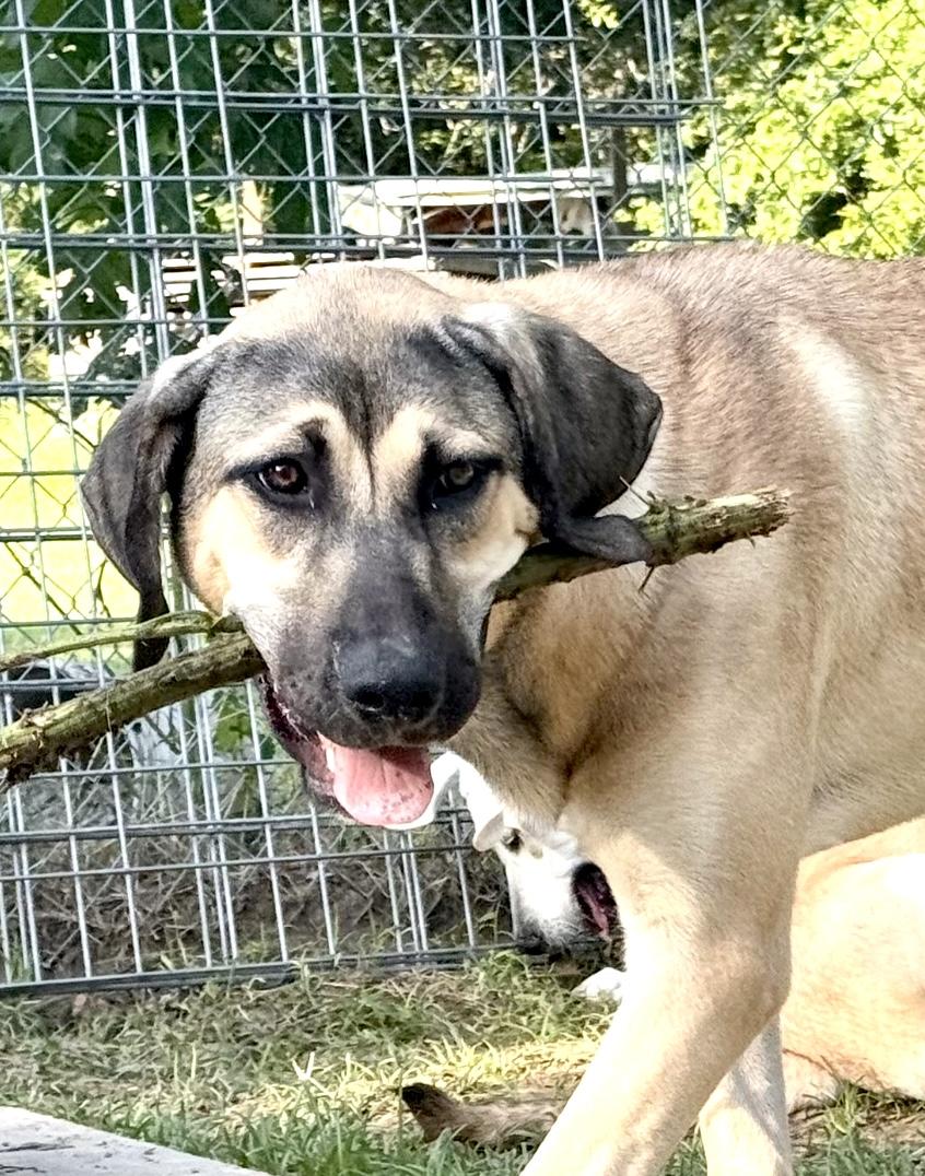 Enlarge Efsane, a Adoptable mixed breed in Alvin, TX image 5/6