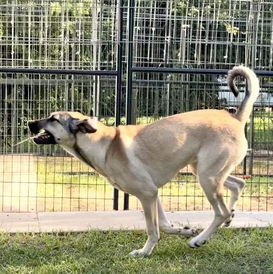 Enlarge Efsane, a Adoptable mixed breed in Alvin, TX image 6/6