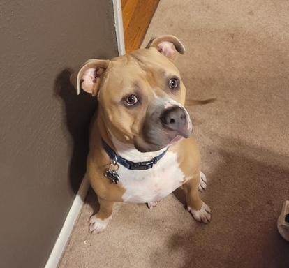 Rocky — thumbnail 2