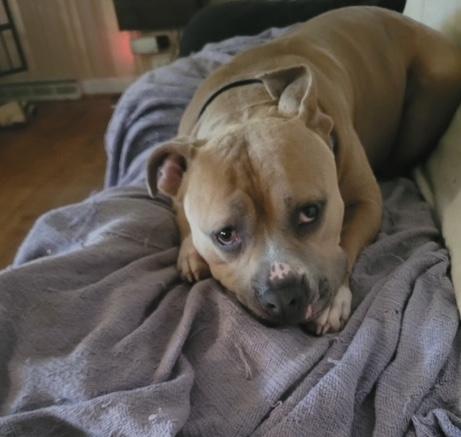 Rocky — thumbnail 3