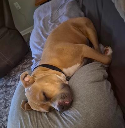 Rocky — thumbnail 4