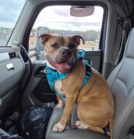 Rocky — thumbnail 5