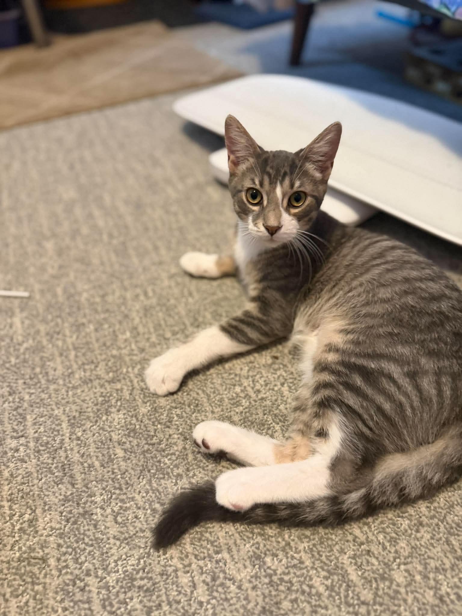 Otie, ADOPTABLE, Kitten Male Domestic Short Hair.