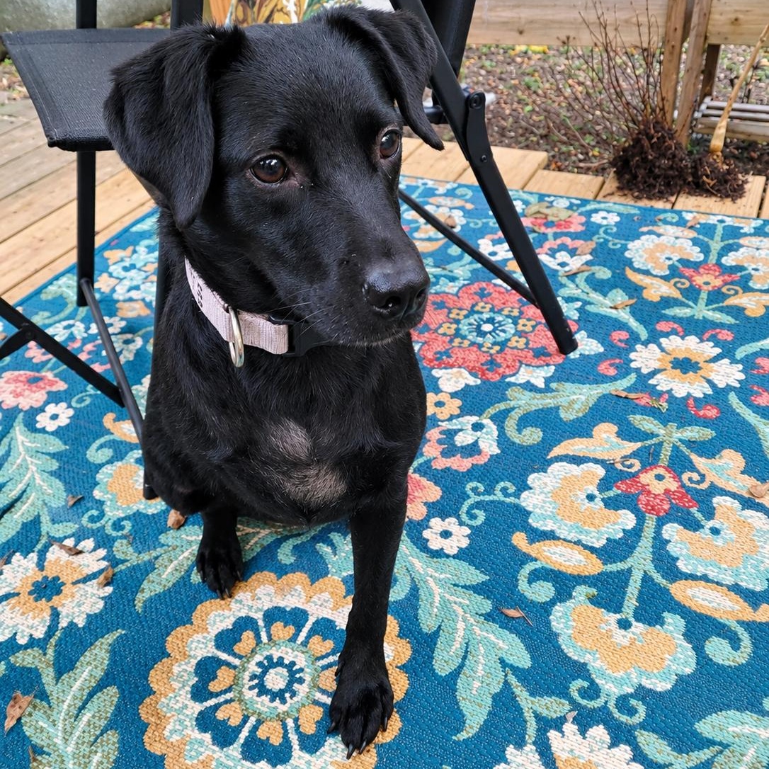 Enlarge Valentina, a Adoptable mixed breed in Burlington, VT image 3/4