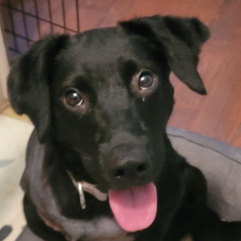 Enlarge Valentina, a Adoptable mixed breed in Burlington, VT image 4/4