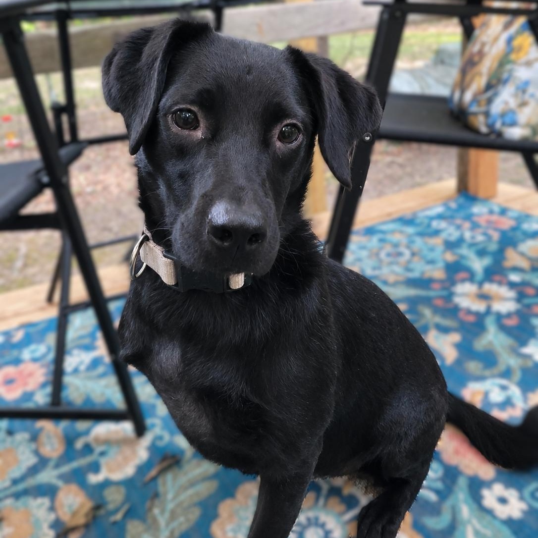 Enlarge Valentina, a Adoptable mixed breed in Burlington, VT image 2/4