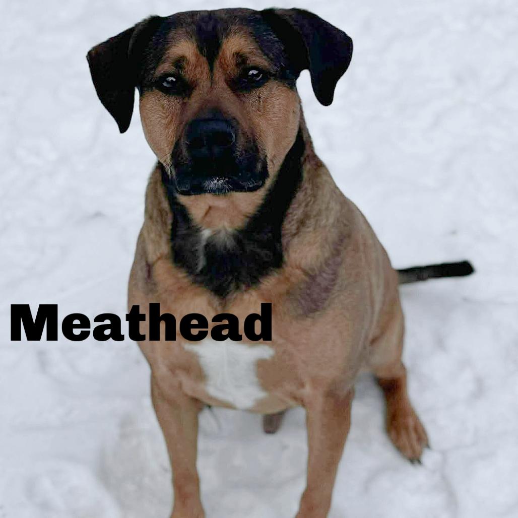 Enlarge Meathead 251099, a Adoptable Mixed Breed in Escanaba, MI image 1/1