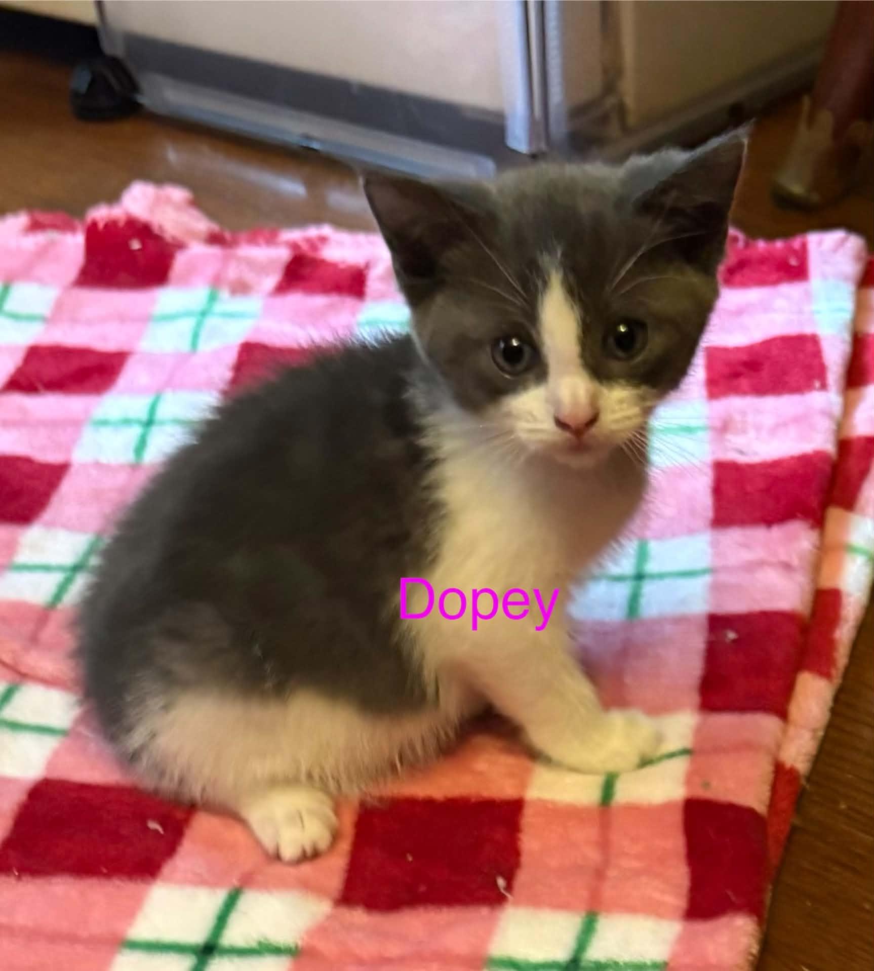 Enlarge Dopey, a Adoptable Domestic Short Hair in Westfield, MA image 1/1