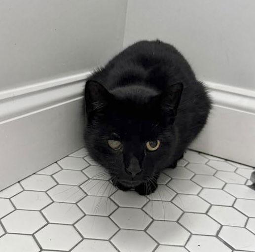 Noire — thumbnail 2