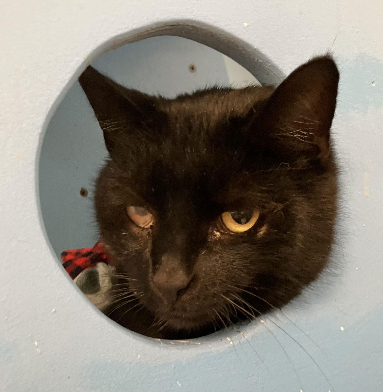 Noire — thumbnail 3