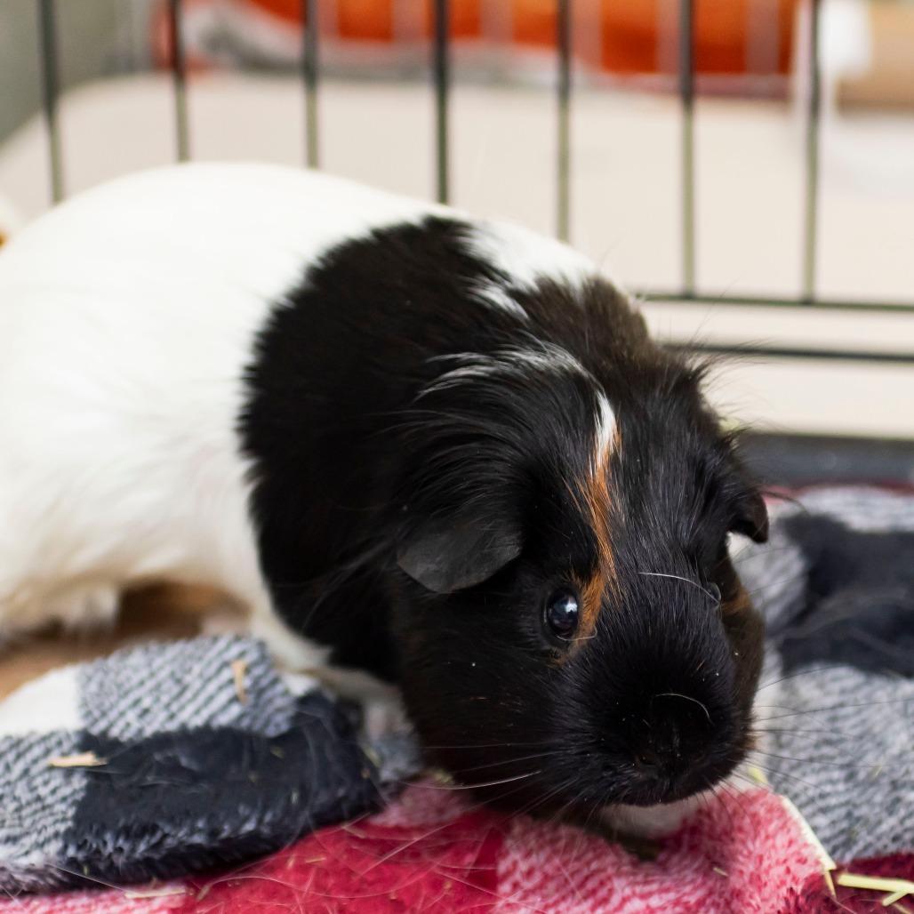 Enlarge Basil, a Adoptable Guinea Pig in Middletown, RI image 1/2
