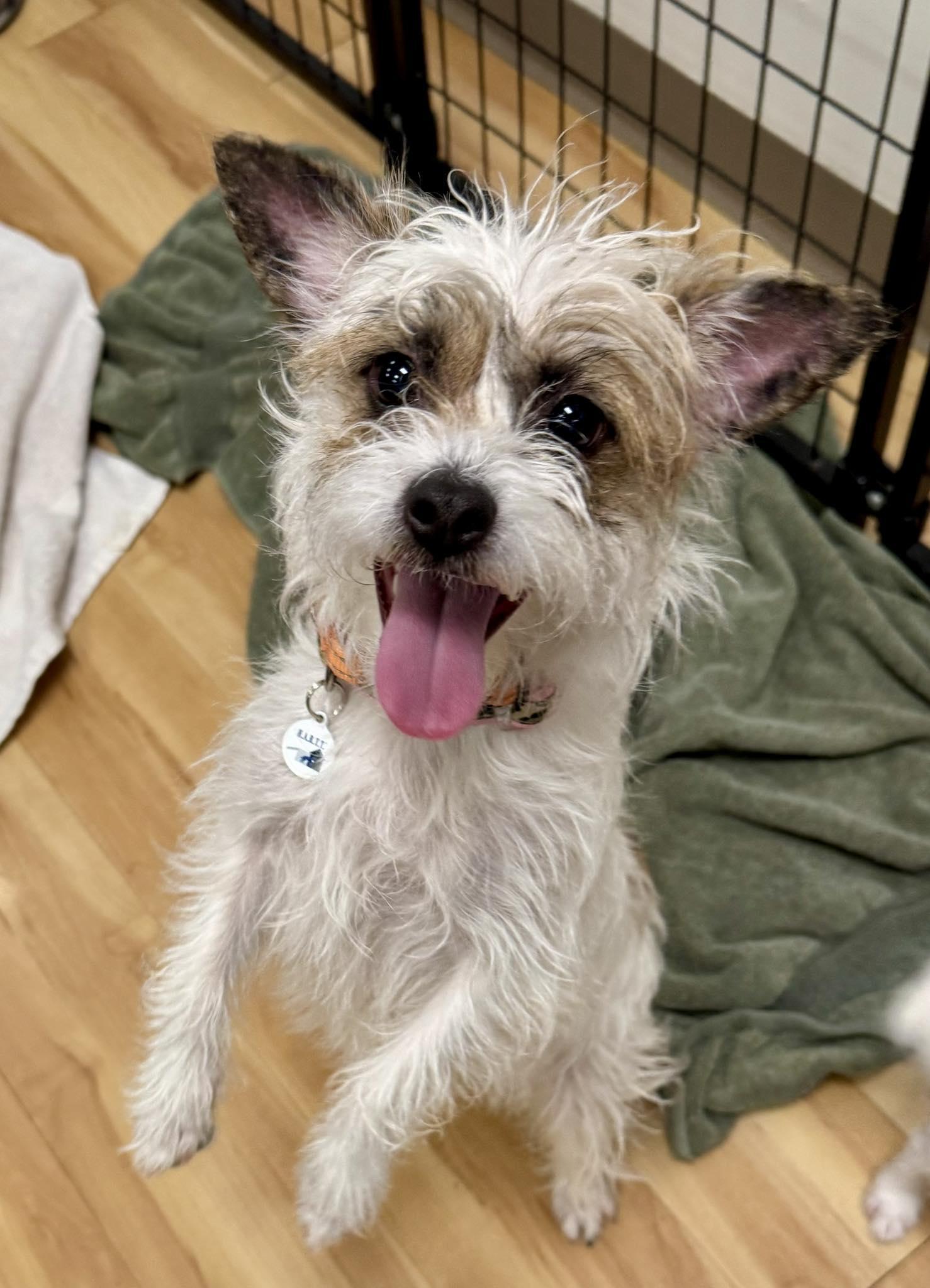 Melon, adopted, Young Female Cairn Terrier.