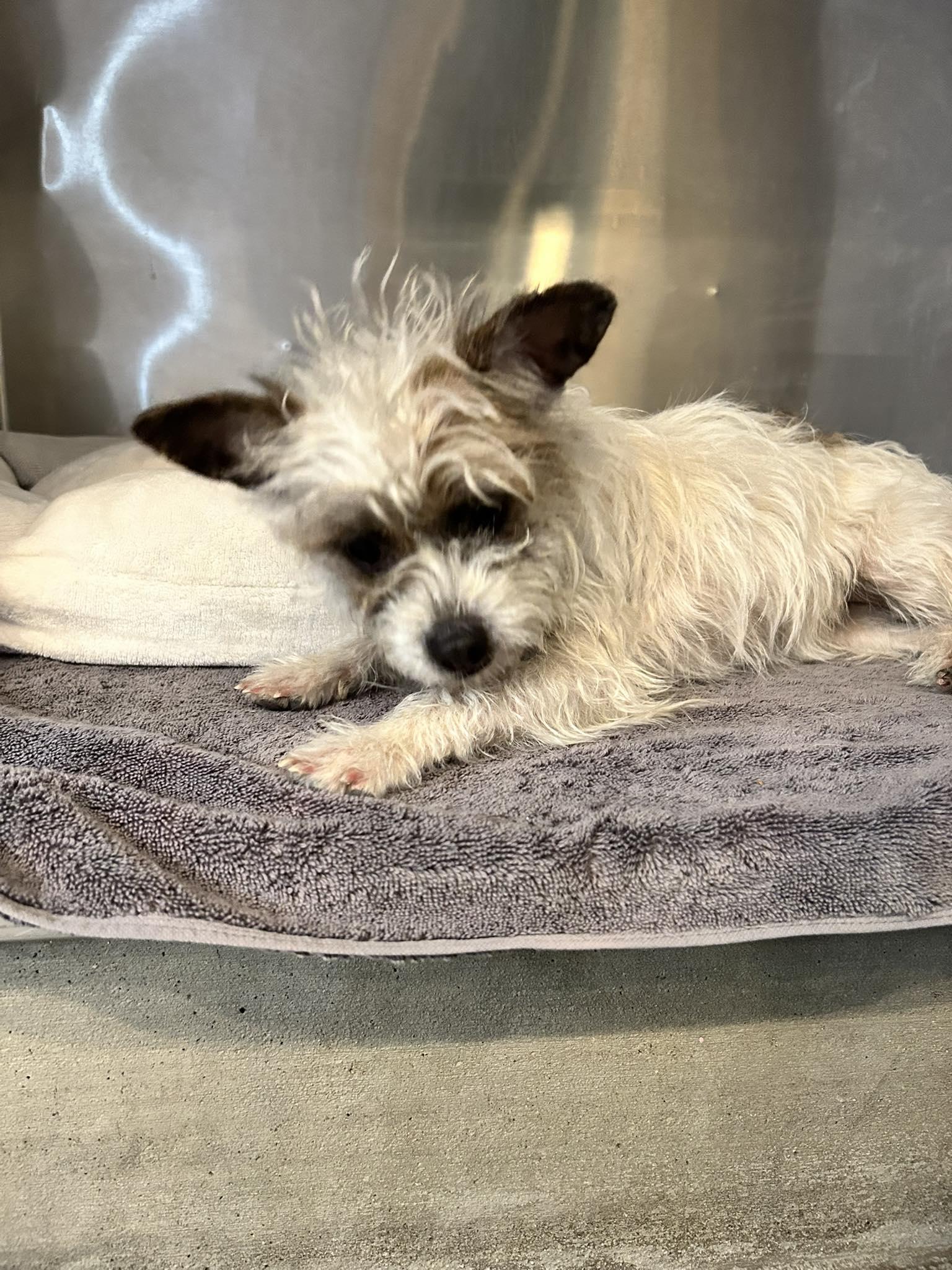 Enlarge Melon, an adopted Cairn Terrier in Phoenix, AZ image 2/6