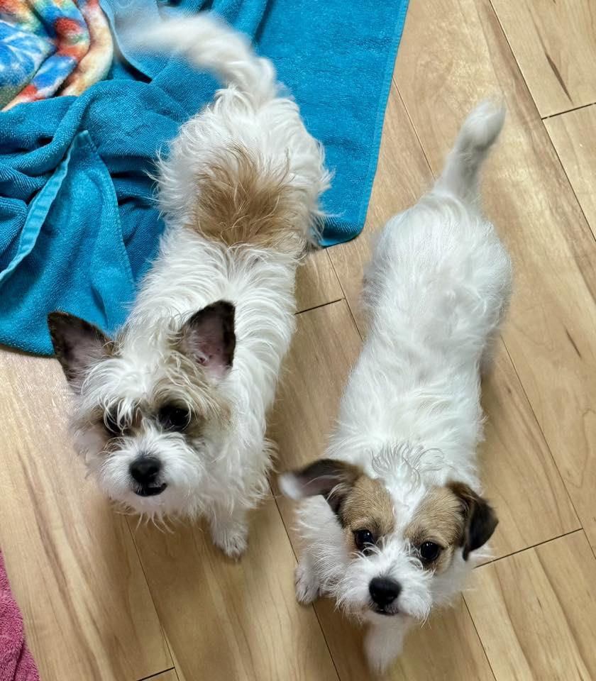 Enlarge Melon, an adopted Cairn Terrier in Phoenix, AZ image 6/6