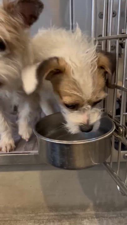 Enlarge Melon, an adopted Cairn Terrier in Phoenix, AZ video 3/6