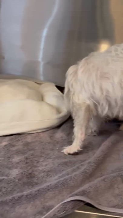 Enlarge Melon, an adopted Cairn Terrier in Phoenix, AZ video 4/6