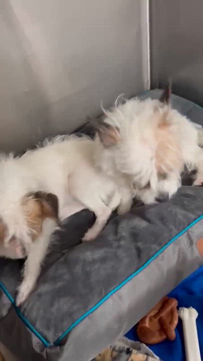 Enlarge Melon, an adopted Cairn Terrier in Phoenix, AZ video 5/6