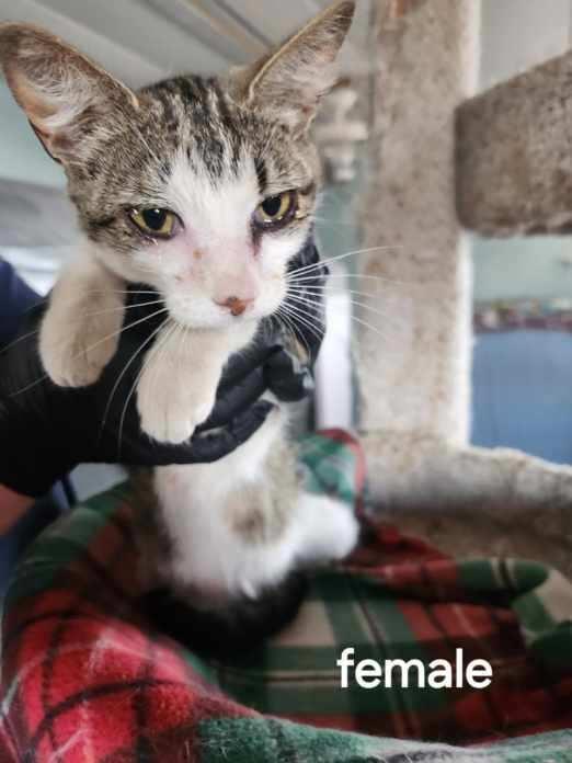 Brielle, Adoptable, Adult Female Tabby.