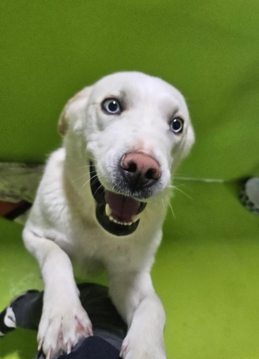 Dio, a Adoptable mixed breed in Calgary, AB image 2/3