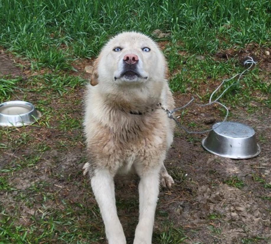 Dio, a Adoptable mixed breed in Calgary, AB image 3/3