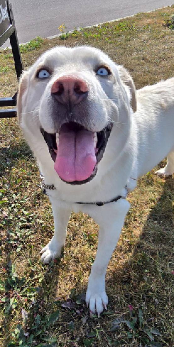 Dio, Adoptable, Young Female Husky.