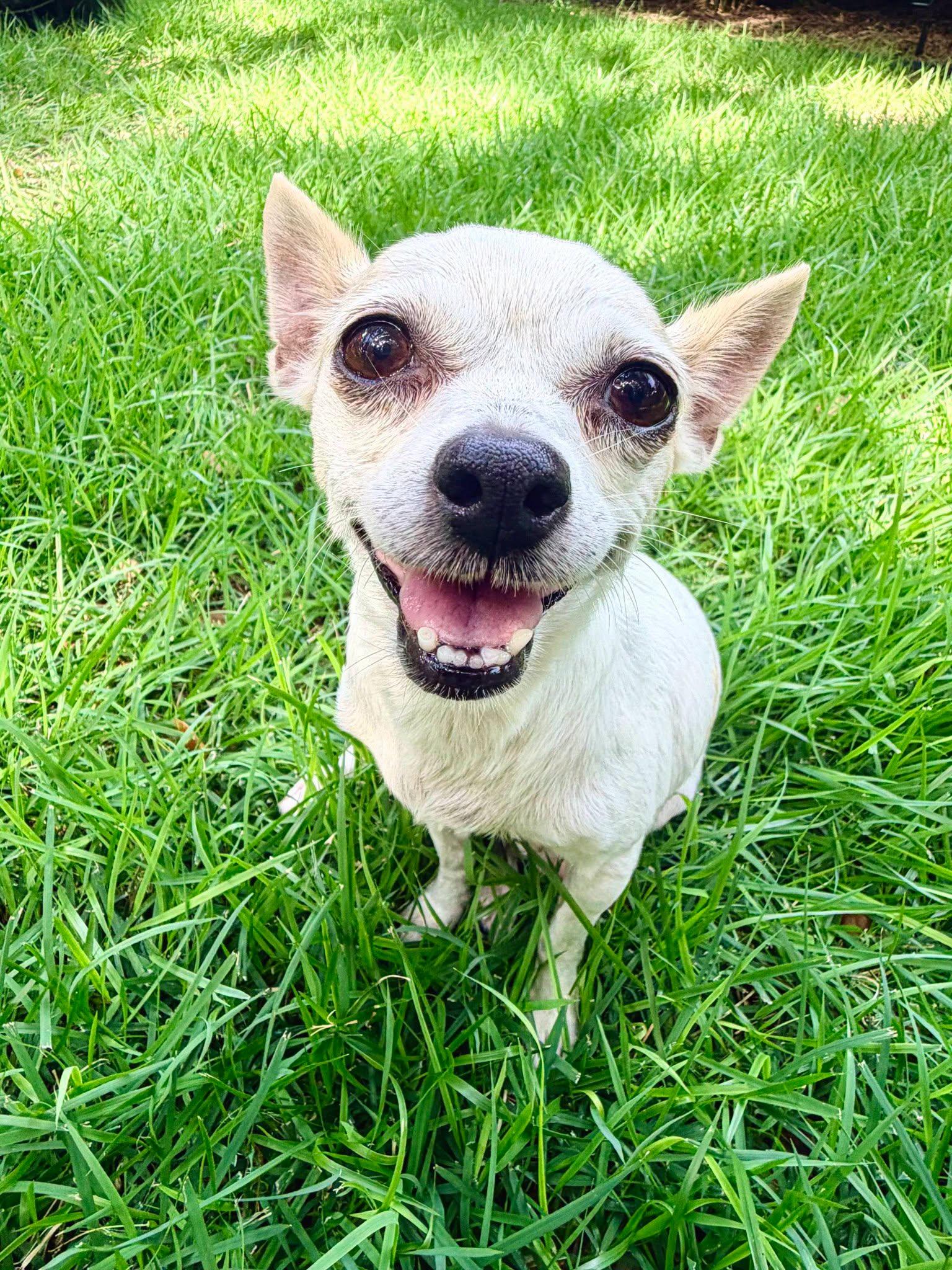 Blanca, Adoptable, Adult Female Chihuahua.