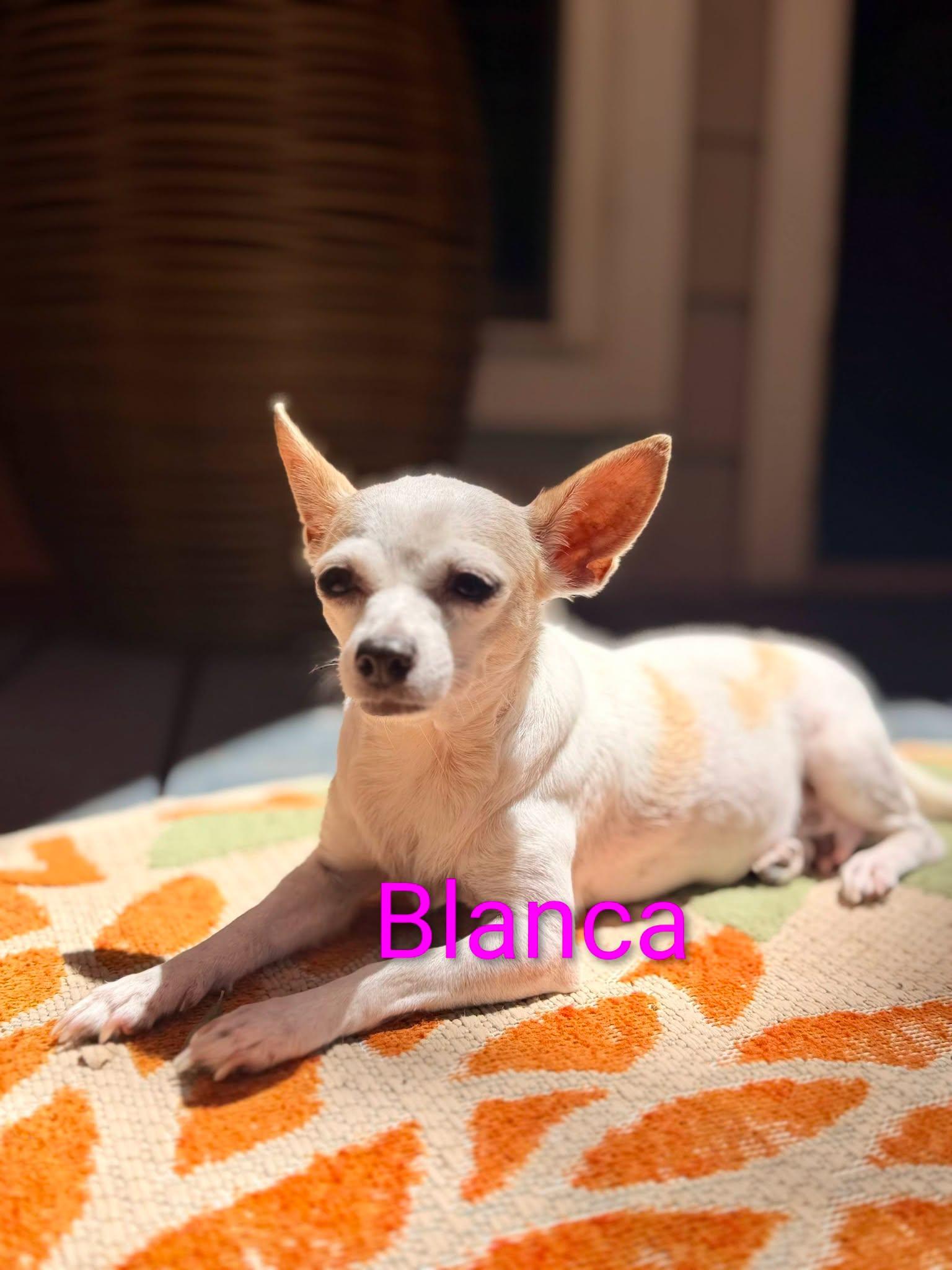 Enlarge Blanca, a Adoptable Chihuahua in Austin, TX image 2/5