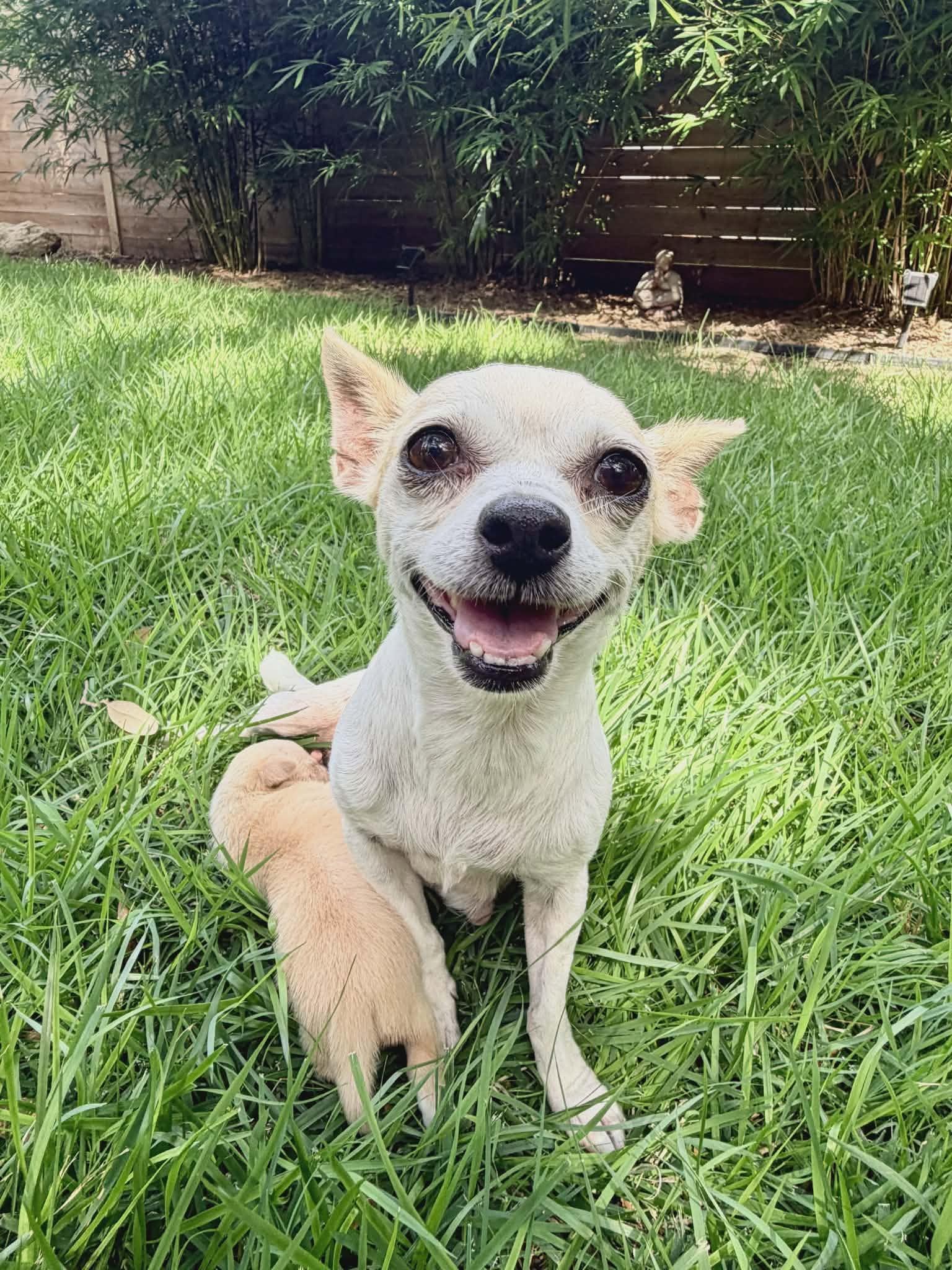 Enlarge Blanca, a Adoptable Chihuahua in Austin, TX image 3/5