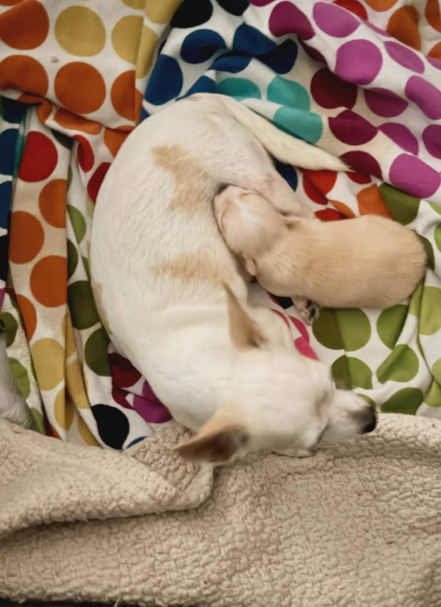 Enlarge Blanca, a Adoptable Chihuahua in Austin, TX image 4/5
